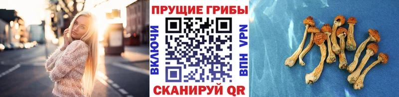 Галлюциногенные грибы Cubensis  дарк нет состав  Череповец 